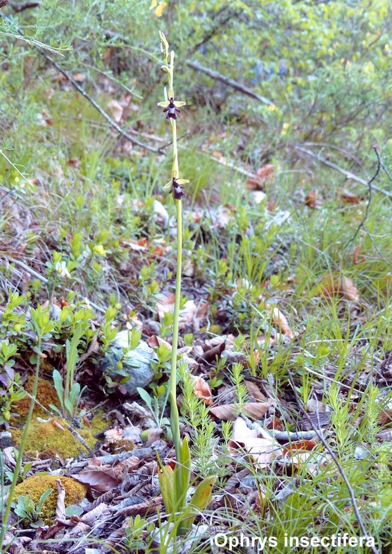 Le orchidee di Vallepietra nel Parco Naturale dei Monti Simbruini (Roma).
